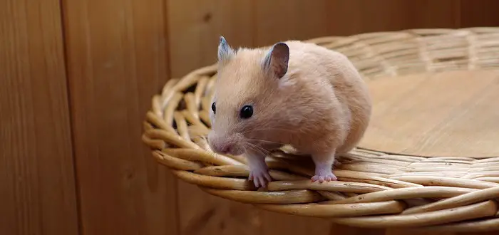 Can Hamsters Eat Almonds?