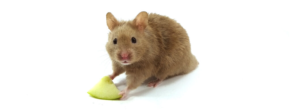 Can Hamsters Eat Apples