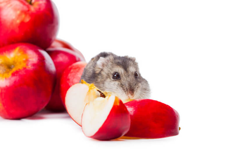 Can Hamsters Eat Apples