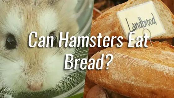 Can Hamsters Eat Bread?