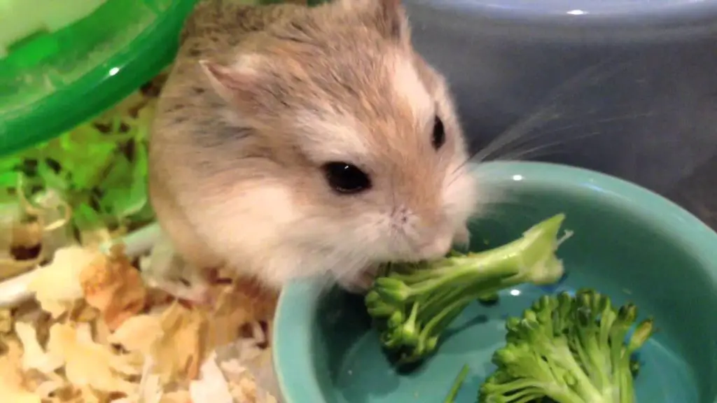 Can Hamsters Eat Broccoli 