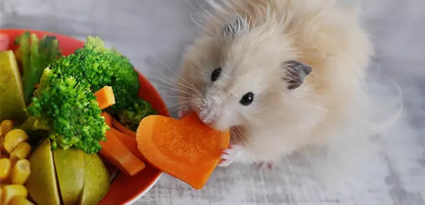 Can Hamsters Eat Carrots