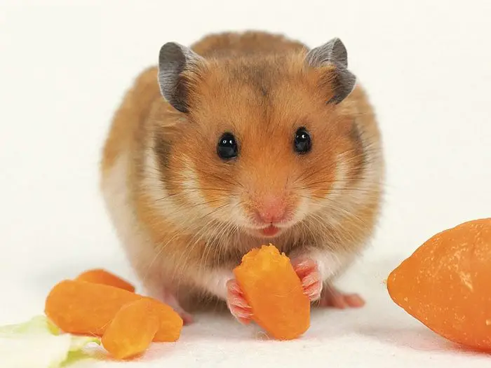 Can Hamsters Eat Carrots