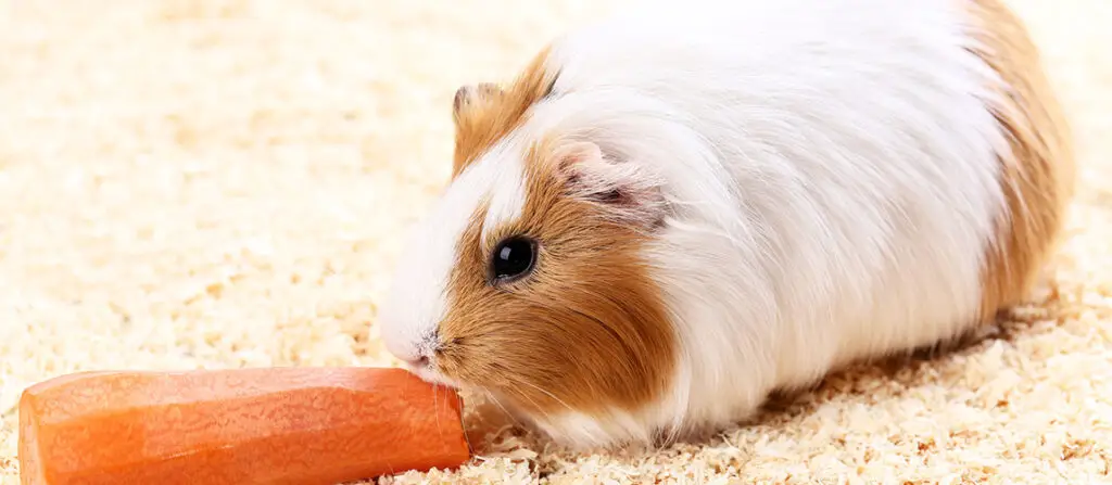 Can Hamsters Eat Carrots