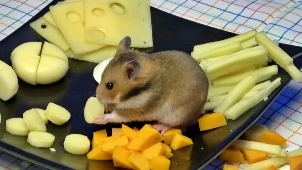 Can Hamsters Eat Cheese