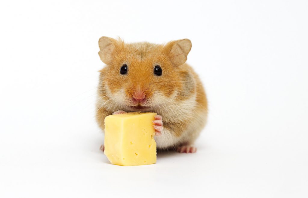 Can Hamsters Eat Cheese