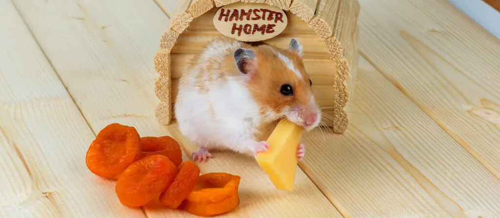 Can Hamsters Eat Cheese