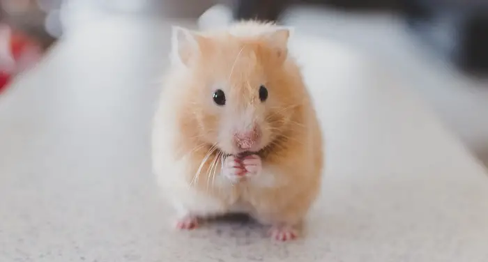 Can Hamsters Eat Cheese? 1