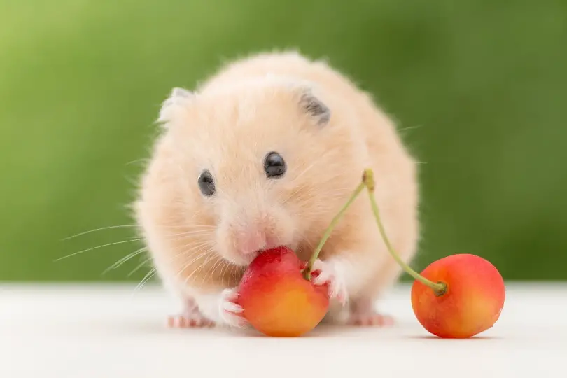 Can Hamsters Eat Cherries