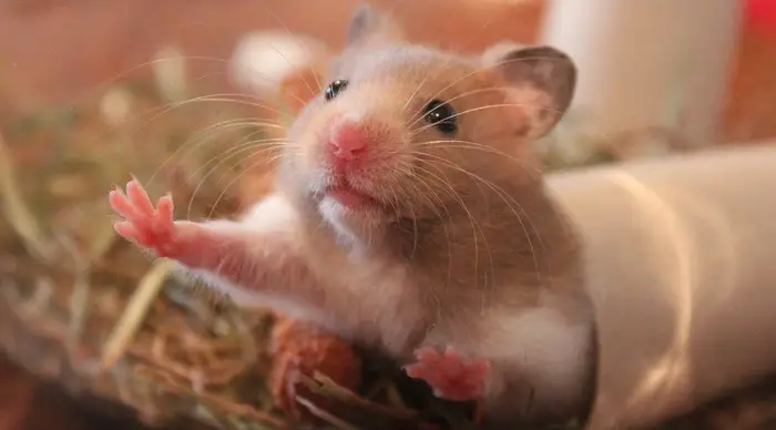 Can Hamsters Eat Crackers