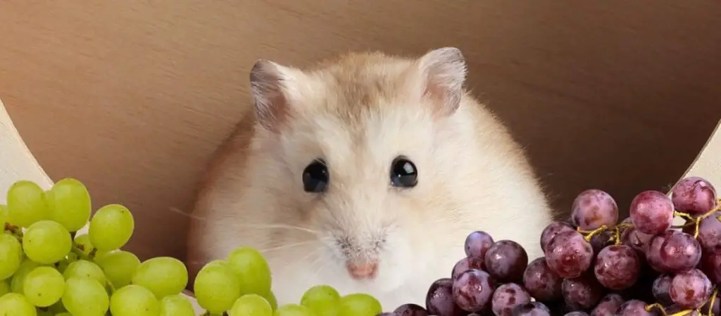 Can Hamsters Eat Grapes