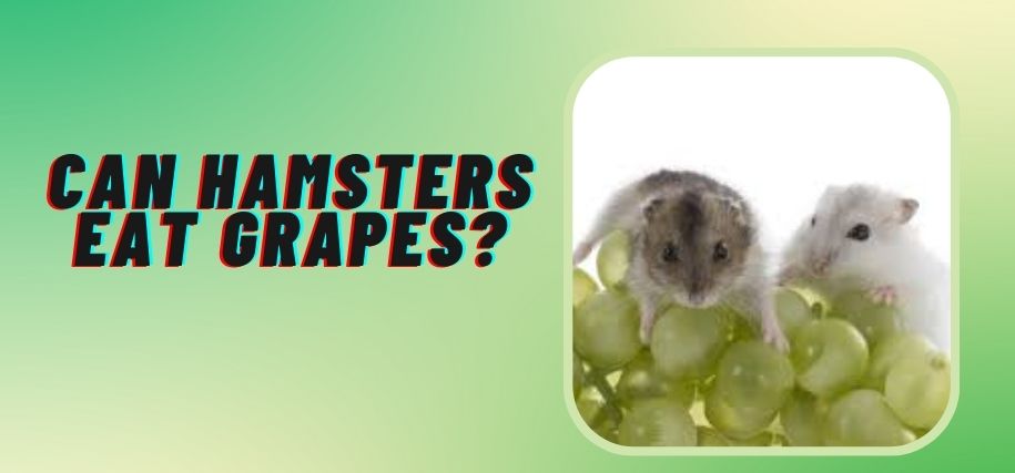 Can Hamsters Eat Grapes 2