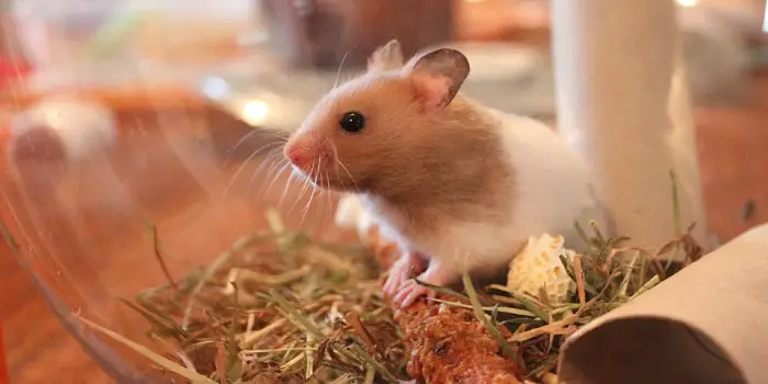 Can hamsters eat grass?