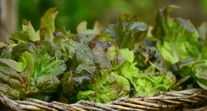 Can Hamsters Eat Lettuce?