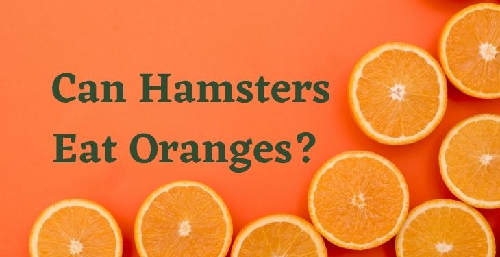 Can Hamsters Eat Oranges