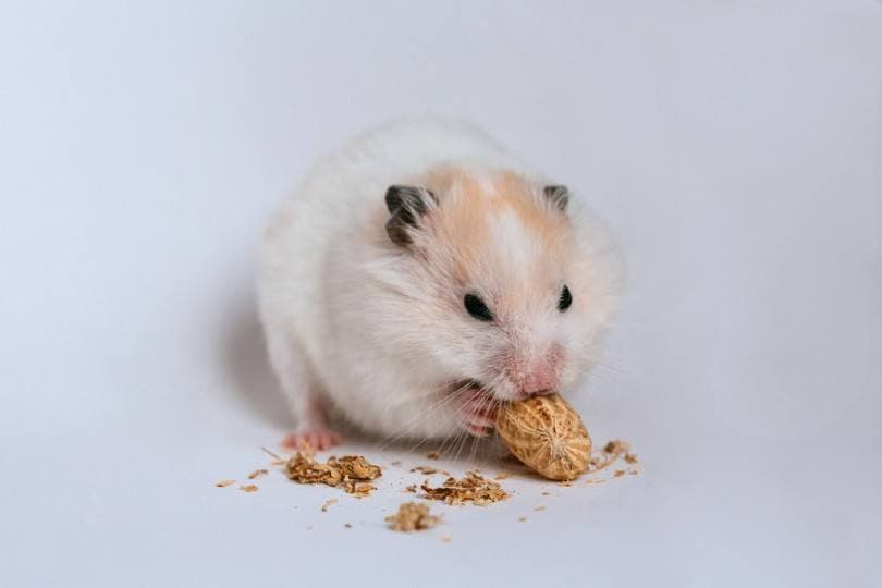 Can Hamsters Eat Peanuts