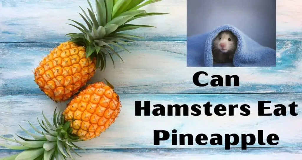 Can Hamsters Eat Pineapple