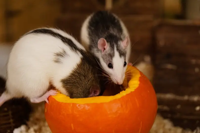 Can Hamsters Eat Pumpkin Seeds?