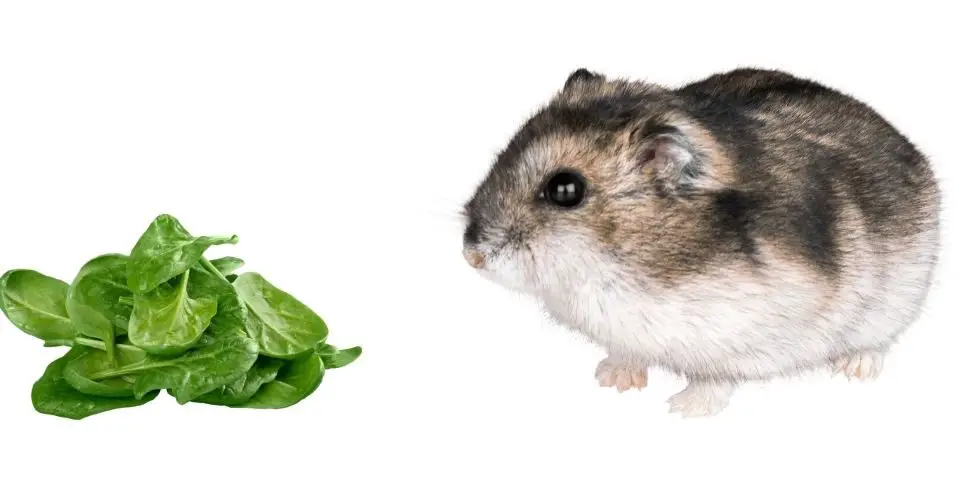 Can Hamsters Eat Spinach