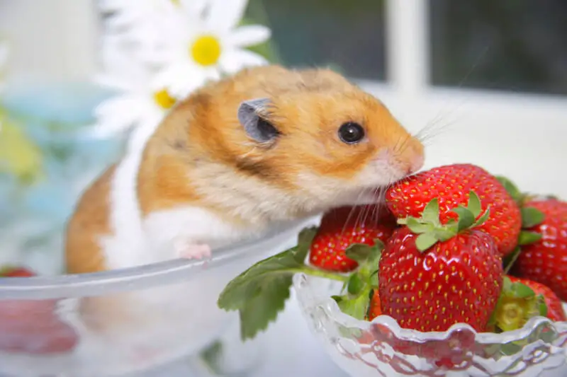 Can Hamsters Eat Strawberries