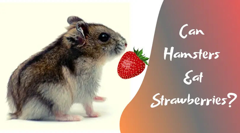 Can Hamsters Eat Strawberries