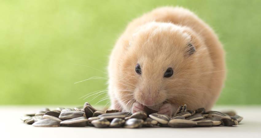 Can Hamsters Eat Sunflower Seeds?