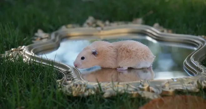 Can Hamsters Swim?