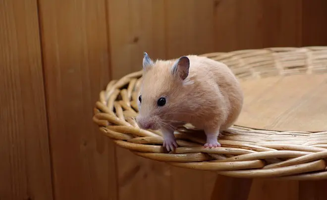 Do Hamsters Have Tails?