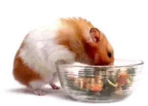 Eating_Hamster