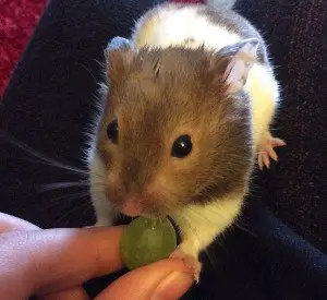 Can hamsters eat grapes?