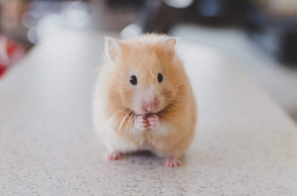 Hamster Digestion