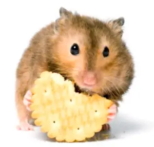 Hamster_earting_biscuits