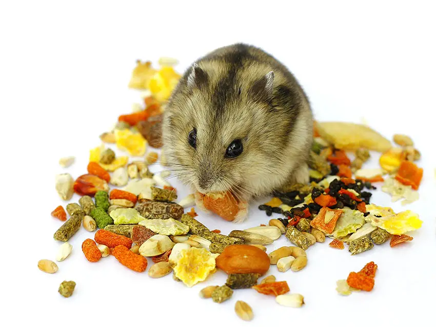 What do hamsters eat?