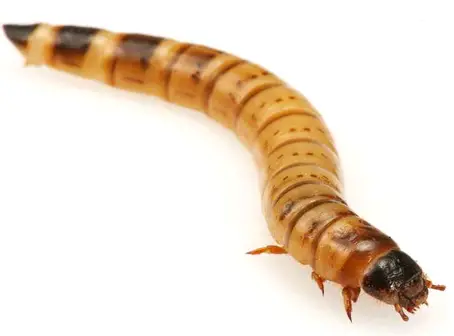 Mealworms