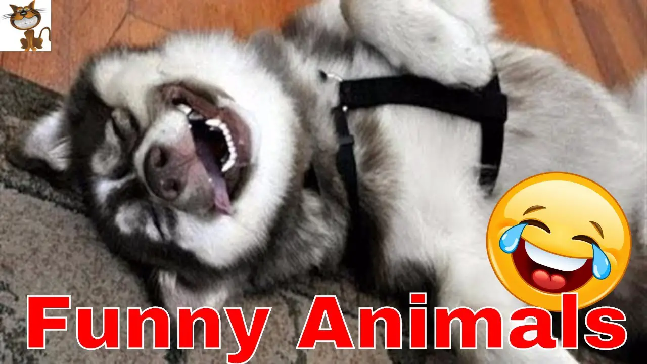 Funny Animals Lustige Tiere Zum Totlachen Fail Videos