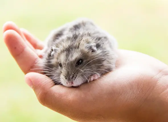 Keep Your Hamster Healthy - 7 Hamster Diseases Owners Should Be Aware Of