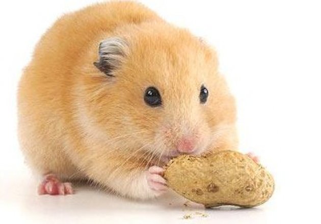 Pet Hamster Care - Are You Up to the Challenge?