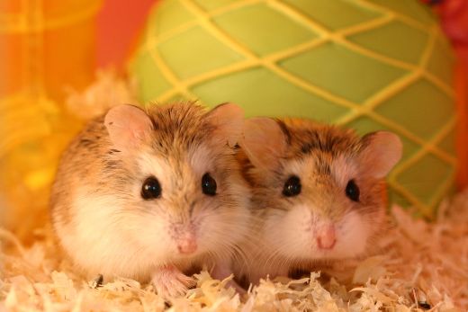 The Benefits of Blackhead Removal 3 Dwarf Hamster Health and Breeding Tips
