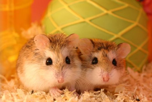 Dwarf Hamster Health and Breeding Tips