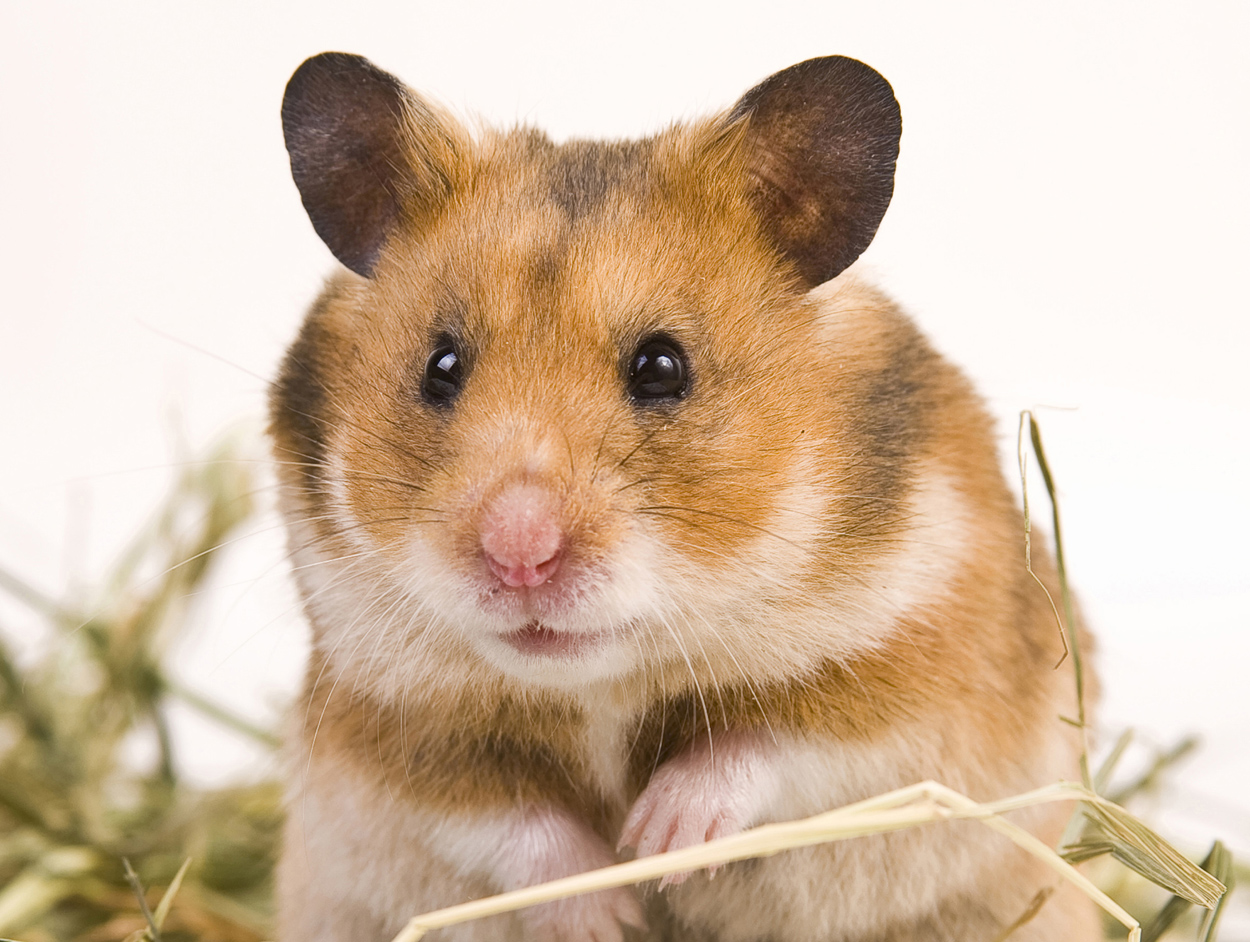 Glaucoma - Hamster Health