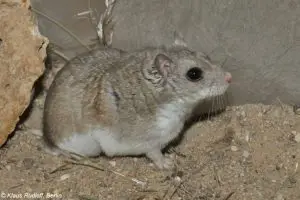 Mongolian hamster