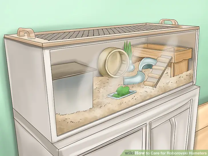 Preparing and Maintaining Your Hamster’s Habitat