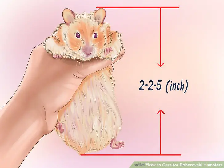  Choose a young hamster