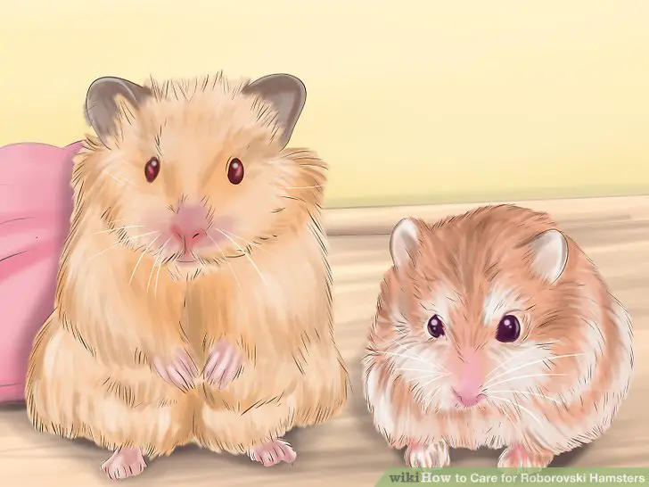 Look for signs of a healthy hamster