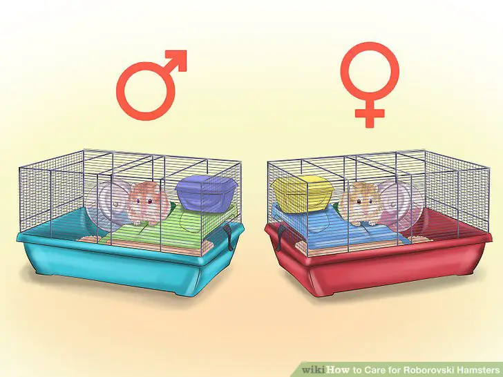 Make sure the pet store separates male and female hamsters