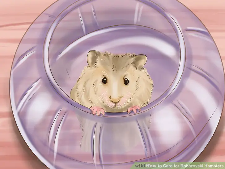 Request to put your hand in the hamster enclosure