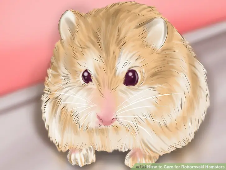  Purchase your hamster