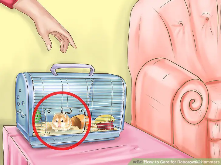Bring your hamster home as quickly and safely as possible