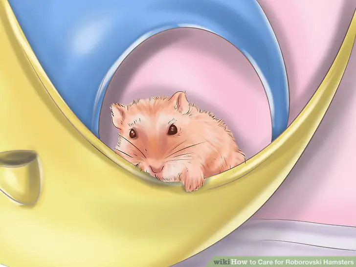  Ensure your hamster is awake before reaching into the habitat.