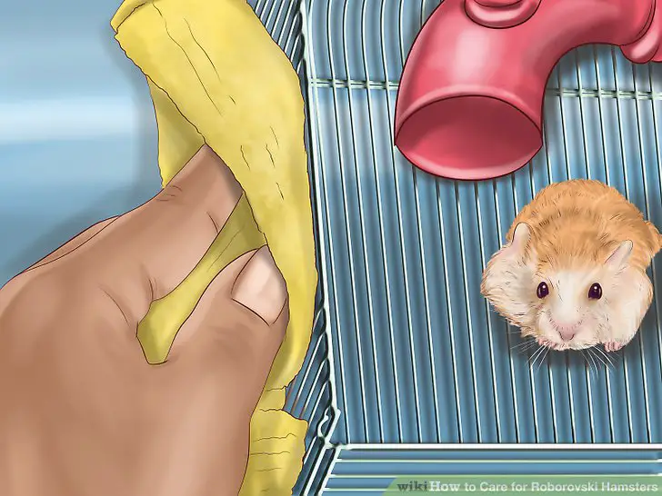 Acclimate your hamster to your daily habitat chores